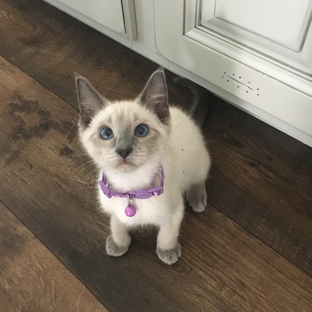 Meet your Posher, Brooke